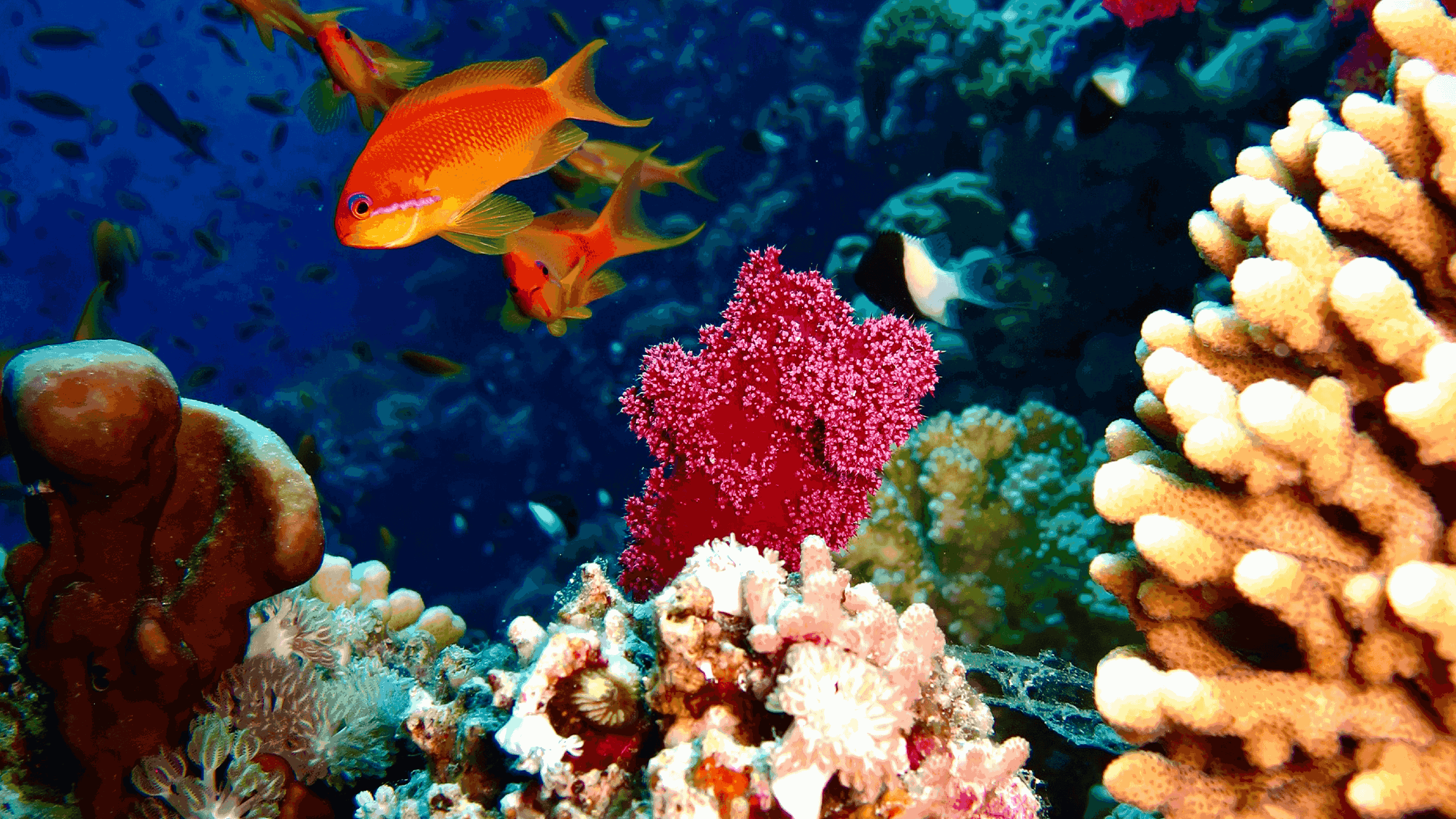 Cybernetik Website Element